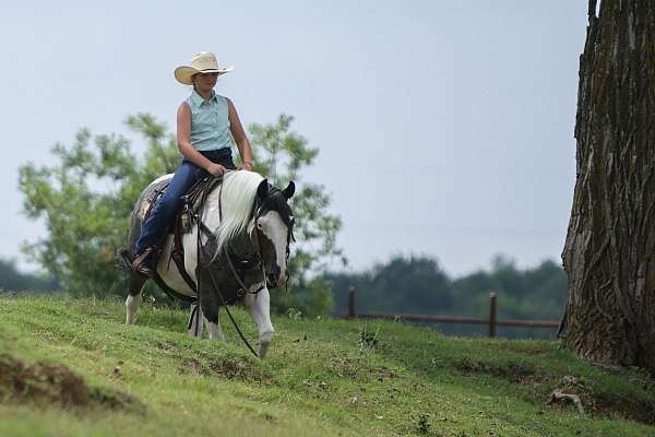 pinto-quarter-horse-gelding