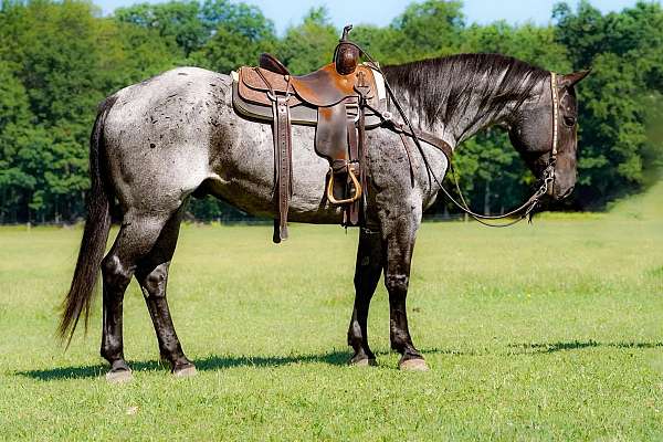 athletic-quarter-horse