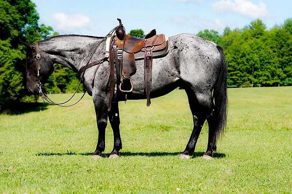 flashy-quarter-horse