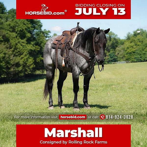 all-around-quarter-horse