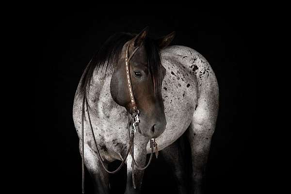 ranch-versatility-quarter-horse