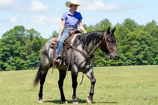 husband-safe-quarter-horse
