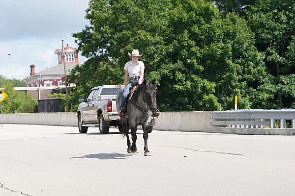 ranch-quarter-horse