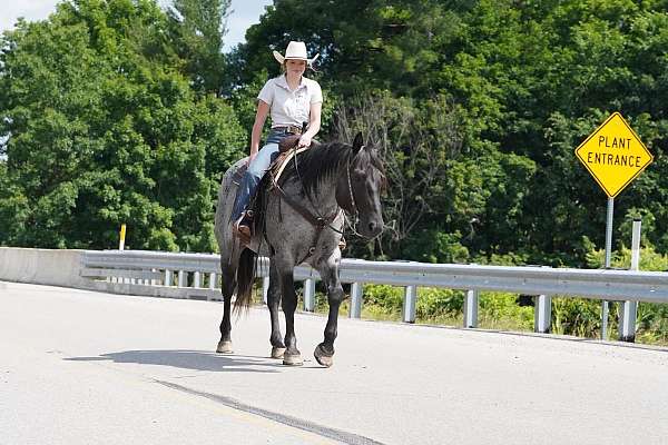 ranch-work-quarter-horse