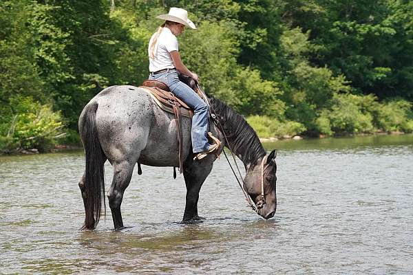 roping-quarter-horse