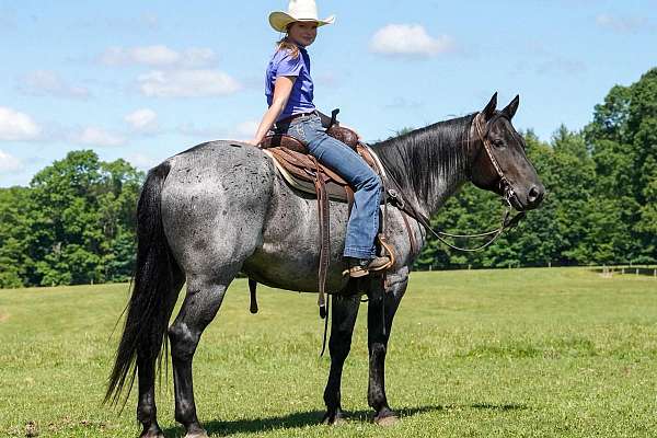 show-quarter-horse