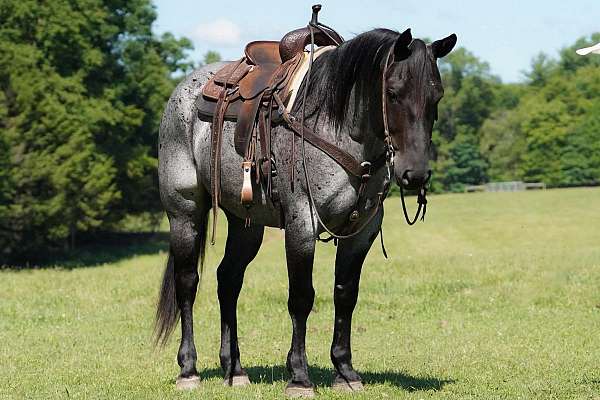 trail-quarter-horse