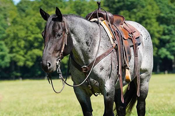western-riding-quarter-horse