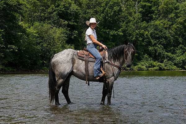 working-cattle-quarter-horse