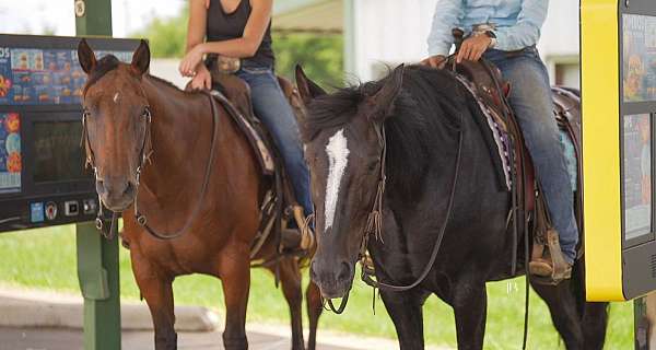 athletic-gypsy-vanner-horse