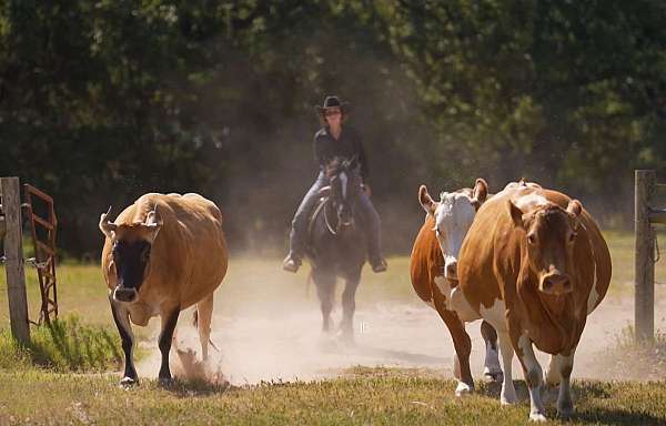 flashy-gypsy-vanner-horse