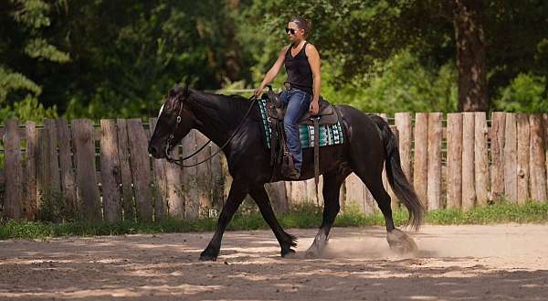 husband-safe-gypsy-vanner-horse