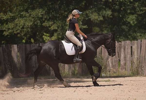 ranch-gypsy-vanner-horse