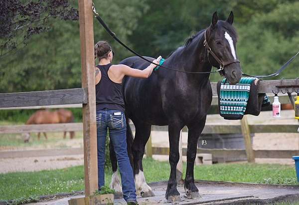 ranch-work-gypsy-vanner-horse