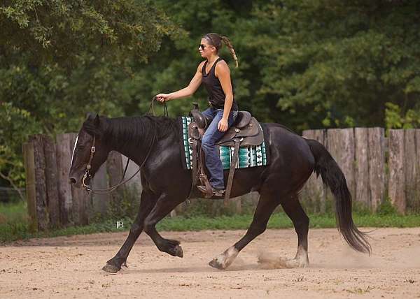 ridden-western-gypsy-vanner-horse