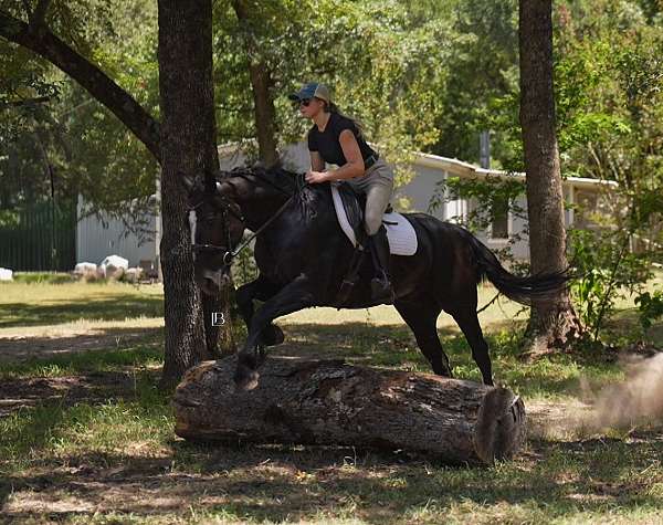 ridden-english-gypsy-vanner-horse