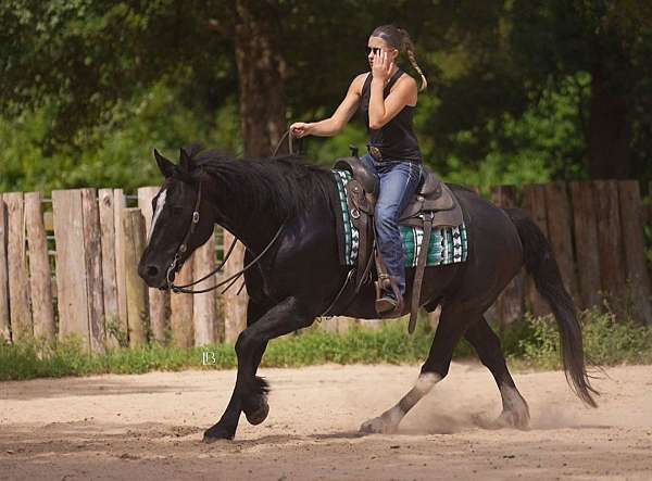 trail-gypsy-vanner-horse