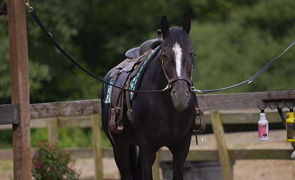 trail-riding-gypsy-vanner-horse