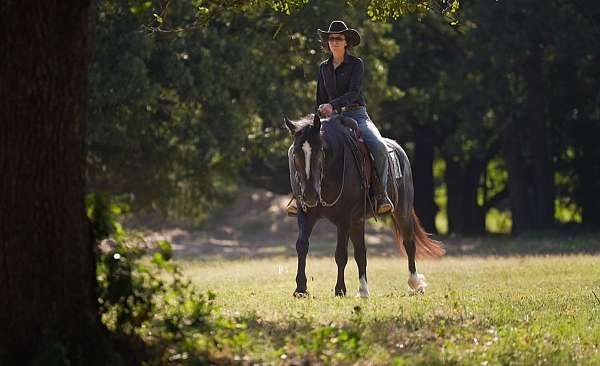 western-dressage-gypsy-vanner-horse
