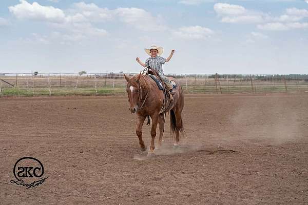 athletic-quarter-horse