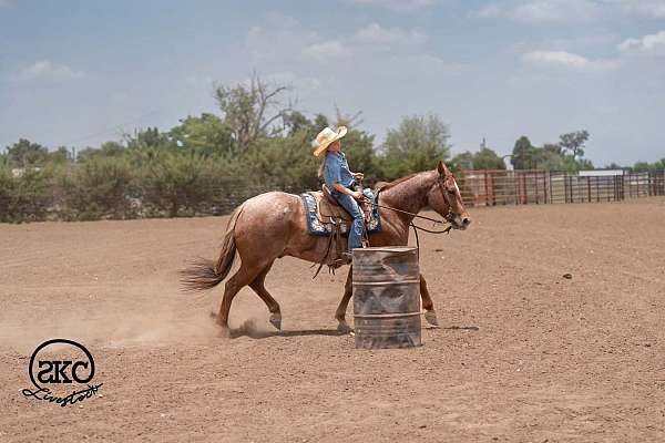 calf-roping-quarter-horse