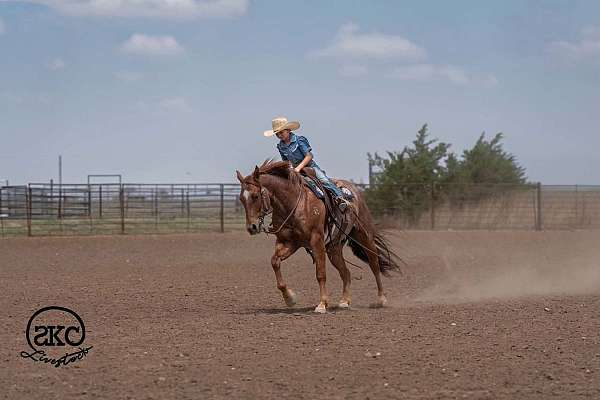 flashy-quarter-horse