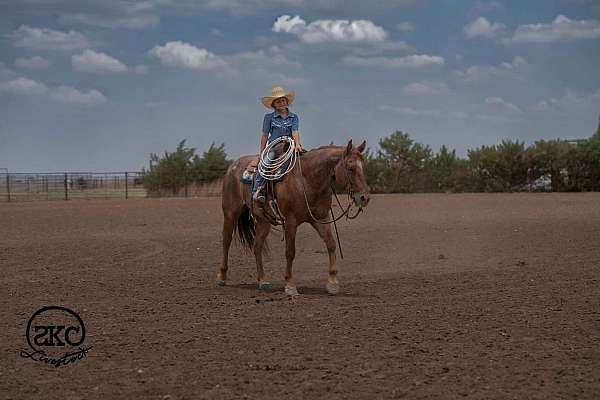 kid-safe-quarter-horse