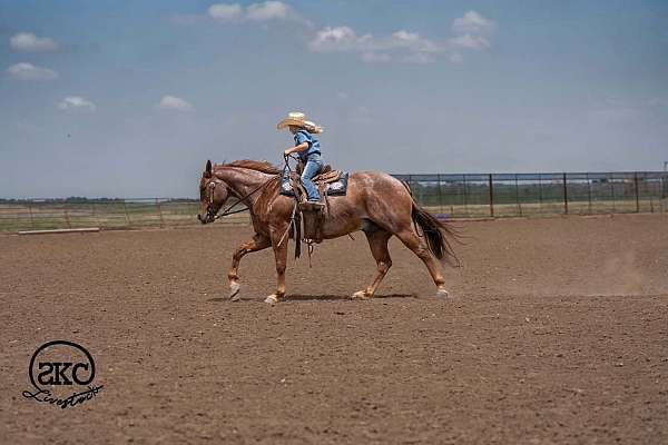 ranch-quarter-horse