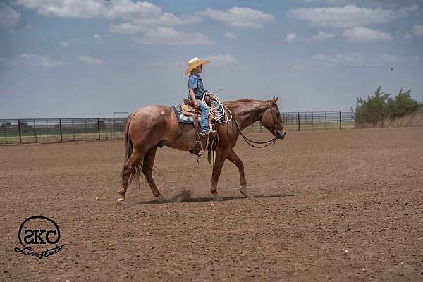 performance-quarter-horse