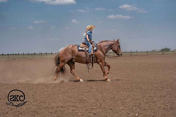 show-quarter-horse