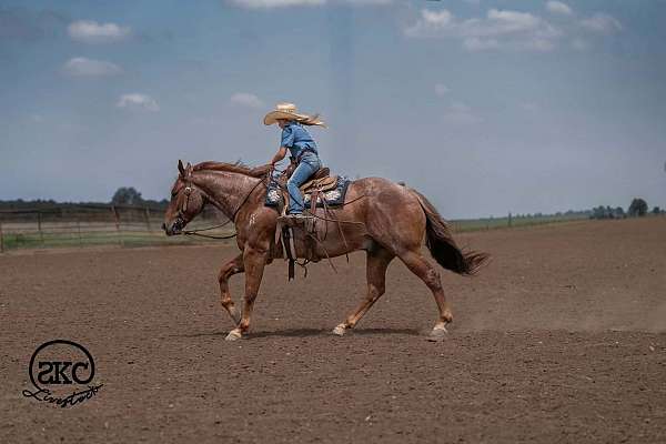 trail-quarter-horse