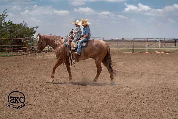 western-riding-quarter-horse