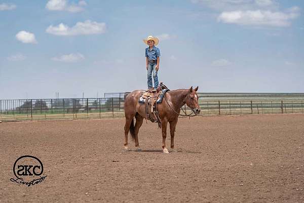 working-cattle-quarter-horse