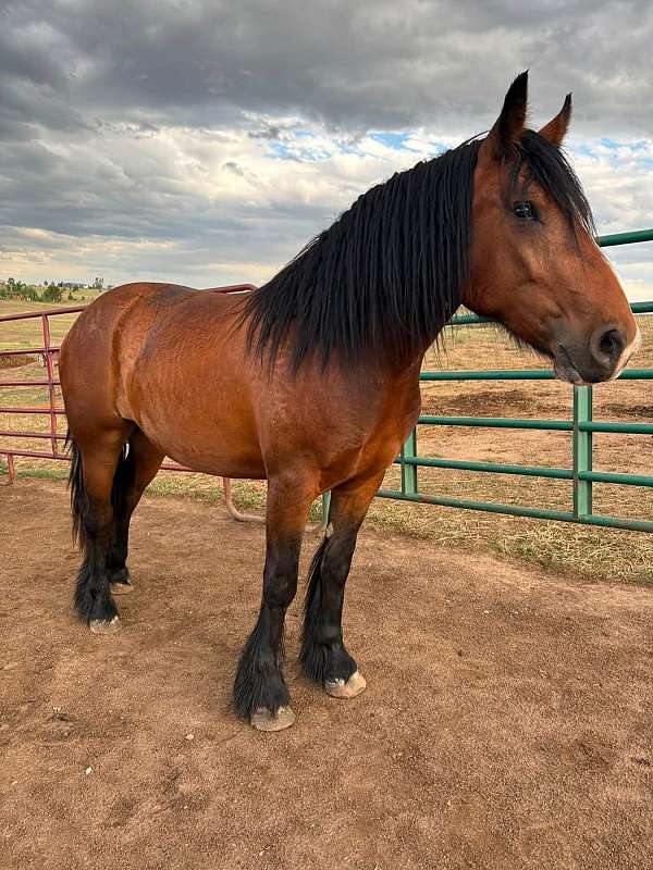 black-gypsy-vanner-percheron-filly-mare