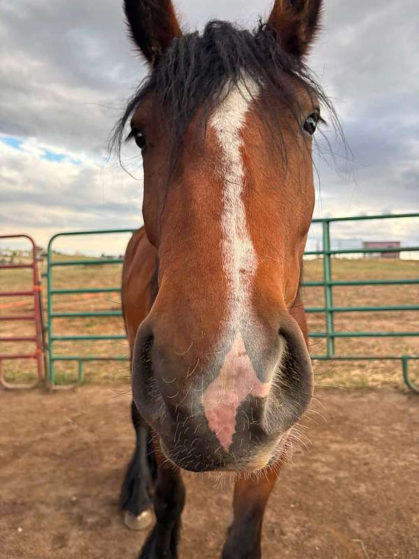 black-gypsy-vanner-percheron-for-sale