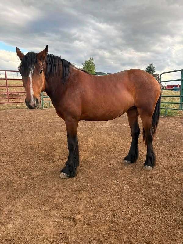 black-gypsy-vanner-percheron-horse