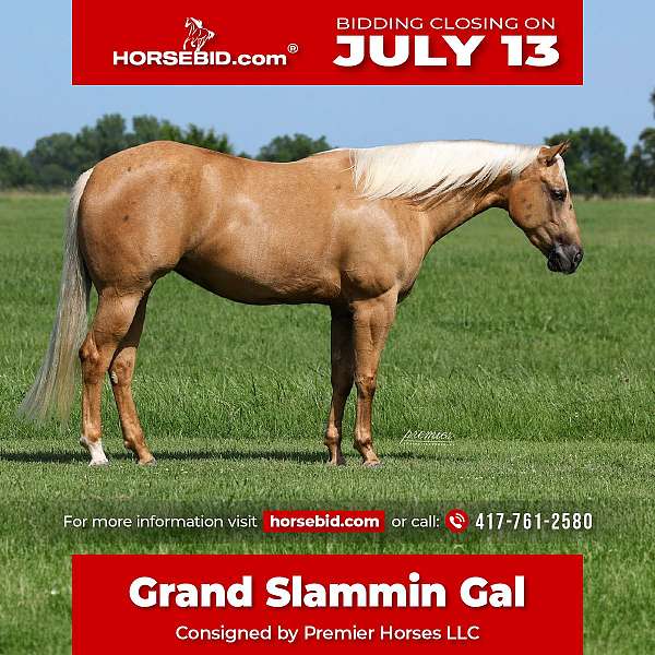 all-around-quarter-horse