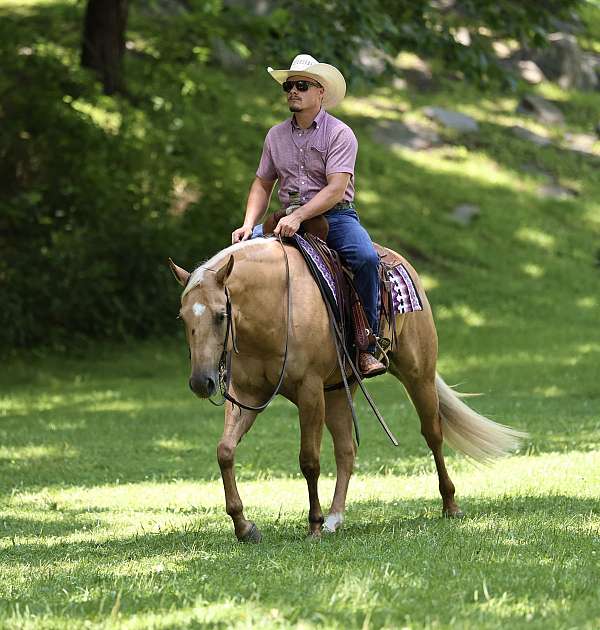 athletic-quarter-horse
