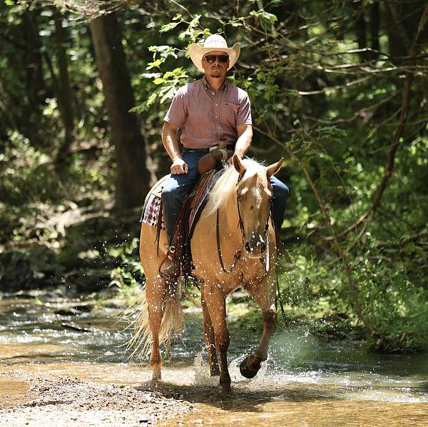 performance-quarter-horse
