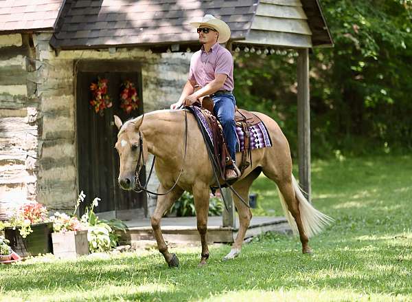 husband-safe-quarter-horse