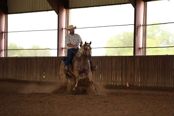 flashy-quarter-horse
