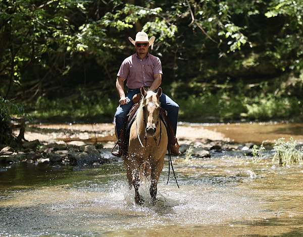 ranch-quarter-horse