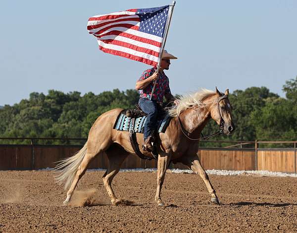 trail-quarter-horse