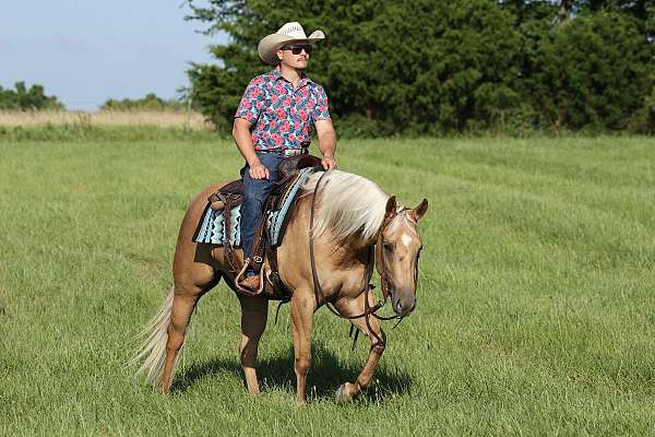 show-quarter-horse