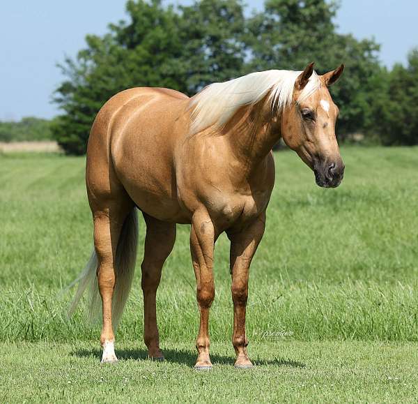 western-riding-quarter-horse