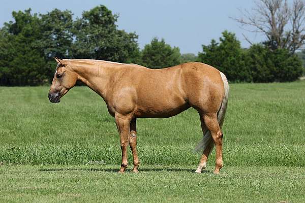 trail-riding-quarter-horse