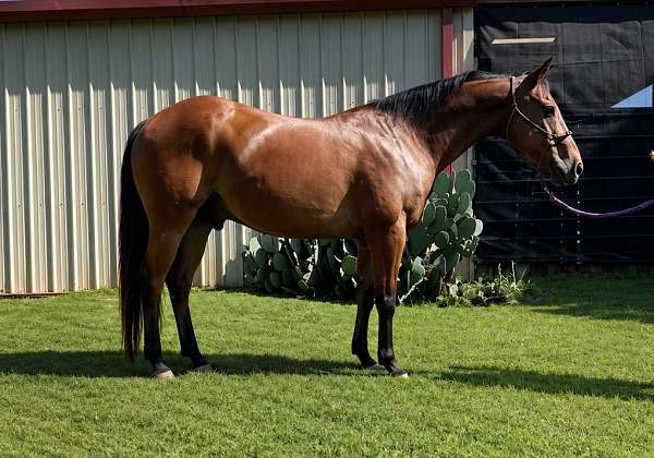 bay-dun-quarter-horse-gelding