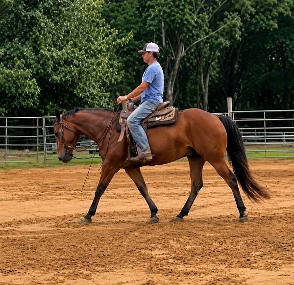 bay-dun-ranch-horse