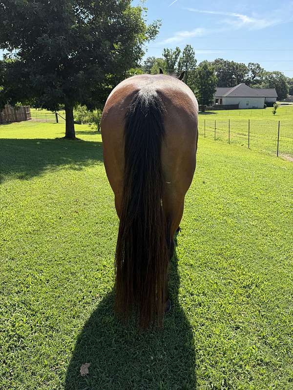 bay-dun-aqha-gelding