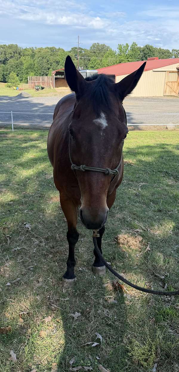 bay-dun-gelding-for-sale